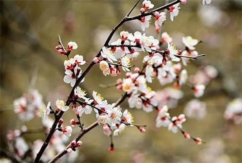 吃喝玩樂(lè)不遠(yuǎn)行，帶你一卡游濟(jì)寧！濟(jì)寧旅游惠民卡送您一個(gè)春天（附辦卡攻略）